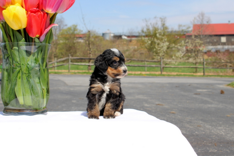 puppy, for, sale, Mini Bernedoodle F2, Matthew B. Stoltzfus, dog, breeder, Gap, PA, dog-breeder, puppy-for-sale, forsale, nearby, find, puppyfind, locator, puppylocator, aca
